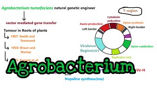 Agrobacterium mediated gene transfer  part 1 [upl. by Kenward]