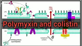 Polymyxin and colistin antibiotics UrduHindi [upl. by Modeste262]