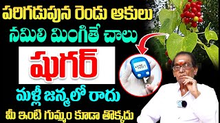 పరిగడుపున రెండు ఆకులు చాలు షుగర్ జన్మలో రాదు  Reduce Diabetes Thippa thiiga  Dr BA Venkata Swamy [upl. by Kallista672]