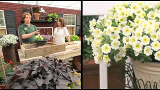 How To Plant A Surfinia Petunia Combination Planter [upl. by Baugh]