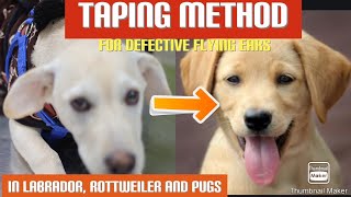 Ear taping for flying ears in Labrador Rottweiler and pug dog के कानों की taping कैसे करें [upl. by Osnofla501]