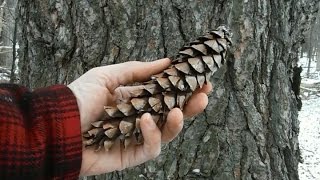 Tree Identification  Northeastern Softwoods [upl. by Anytsyrk]