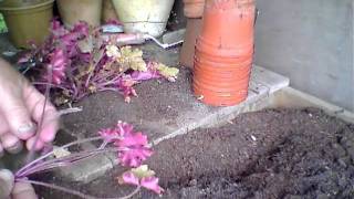 Propagating Heucheras from old plants [upl. by Lewse]