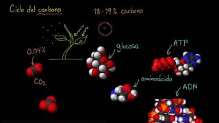 El ciclo del carbono  Ecología  Biología  Khan Academy en Español [upl. by Ecnarretal]