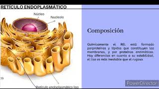 retículo endoplasmático liso [upl. by Imena372]