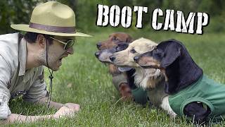 Wiener Dogs at BOOT CAMP  Will they make it or break it [upl. by Ahsuat]