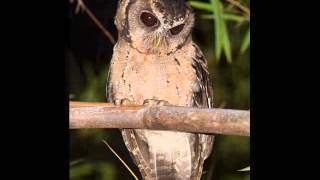 Sundra Scops Owl Call Thailand [upl. by Getraer]