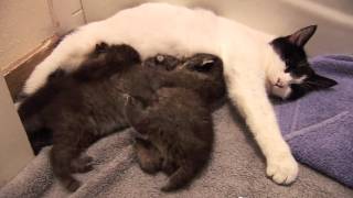 BOBCAT KITTENS adopted by house cat [upl. by Lannie744]