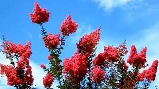 Carmine Crape Myrtle Lagerstroemia indica San Marcos California [upl. by Rafat]