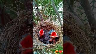 babybird feeding shorts ytshorts trending viralshorts youtube youtubeshorts birds fyp love [upl. by Adolphe47]