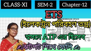 CLASS 11💥 SEM2📚 Chapter12✍️ ETS amp ATP count in Respiration in bangla 💯 [upl. by Eerehs]