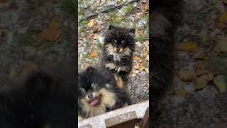 🥰 Cute dogs 🐕 song music movie love bollywood nature shorts youtubeshorts [upl. by Avner567]