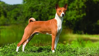 Unlocking the Charm of Basenji Dogs 🐾✨ [upl. by Hnid]