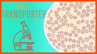 Understanding Red Blood Cells  Heme Ed [upl. by Aleedis86]