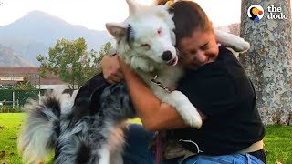 Deaf And Blind Dog Knows Special Language  The Dodo [upl. by Attaymik]