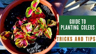 How to plant Coleus in Pots 🌿  Easy Care Tips and Tricks to plant easily [upl. by Nomrac]