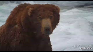 747 what a bear BF Exploreorg 62624 [upl. by Ethelind]