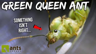 My New GREEN QUEEN ANTs First Workers Are Arriving But Something Isnt Right [upl. by Reynolds740]