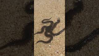 Brittle Star brittlestar animals seaanimals nature seacreatures viral viralvideo viralshorts [upl. by Ilyssa]