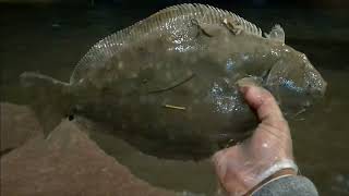 30° Flounder Fishing 4K  Galveston Ferry Landing in ARCTIC BLAST • Bolivar Peninsula • Seabrook [upl. by Lengel]