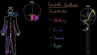 Syndrome Cerebellar syndromes [upl. by Zilef1]