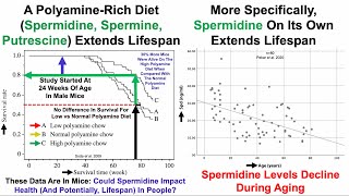 Polyamines Including Spermidine Extend Lifespan Whats My Data [upl. by Ahsinra]