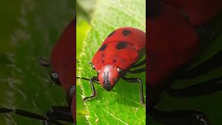 Insecto rojo [upl. by Koran]