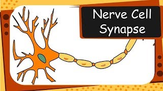 Biology  Neurons and Synapses  Control and coordination  Part 1 – English [upl. by Assennav]