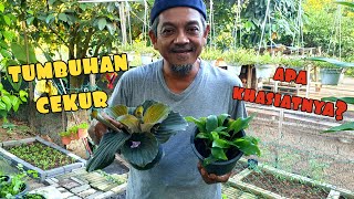 ✅️ TUMBUHAN CEKUR MUDAH DITANAM DI RUMAH [upl. by Ermengarde532]