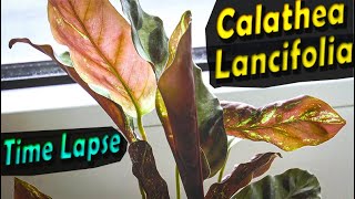 Calathea Lancifolia Prayer plant  Leaves Time Lapse [upl. by Bartie]