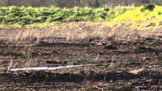 Northern Harrier Breeding Display [upl. by Jaquelin]