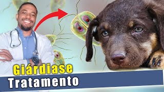 GIÁRDIA em cães SINTOMAS TRATAMENTO PREVENÇÃO [upl. by Gnuhp]