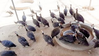 Guinea Fowl Farming [upl. by Trevor]