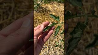 Why are my Tomato Leaves Curling vegetablegardening gardening garden [upl. by Ativad]