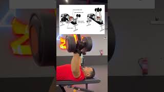 تمرينة صدر كامله للمبتدئين Chest exercise [upl. by Akemor138]