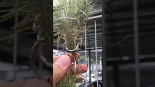 Tillandsia Funckiana var Recurvifolia grow root airplants tillandsia [upl. by Yzeerb]