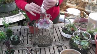 How to make a bottle terrarium [upl. by Onirefes466]