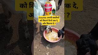 Ostovet bakriyo ko kitne dino tak de  trending viralvideo facts pets animals sawale goat [upl. by Gore619]