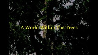 A World Within The Trees  Alysha FarlingFutterman Art Installation [upl. by Almeria]