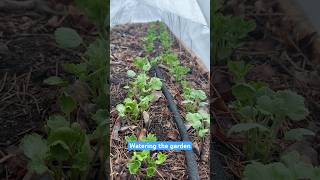 Garden Hack How To Water LESS gardeninghacks [upl. by Volin]