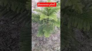 Araucaria christmas tree hoop pine colonial pine Queensland pine decoration plant shortsvideo [upl. by Demeyer754]