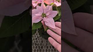 Wilsons Garden Center Poinsettia Tour [upl. by Aenaj]