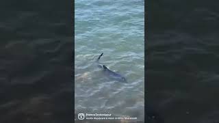 Un requin bleu sur une plage dHyères  pourquoi il ne faut pas avoir peur deux en Méditerranée [upl. by Malchy]