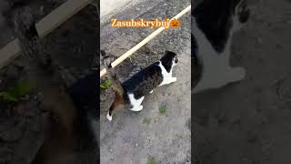 Kotka Pysia na Halloween 🎃 funny halloween koty cute cutecat cat viralvideo shorts [upl. by Klenk944]