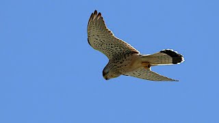 Common kestrel hovering in slow motion [upl. by Sidnac882]