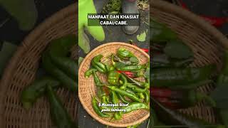 MANFAAT DAN KHASIAT CABAICABE manfaatkhasiatcabai cabe cabai chili buahbuahan [upl. by Hcir413]