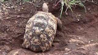 African Spurred Tortoise Big Turtle seen in the Kruger National park South Africa [upl. by Lananna]