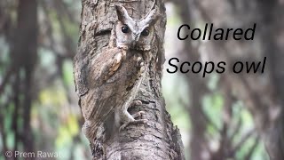 Collared Scops Owl Sattal Nainital Uttarakhand [upl. by Aramal]