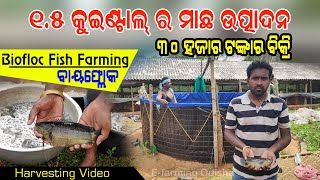 30 ହଜାର ଟଙ୍କାର ମାଛ ବିକ୍ରି  Fish Harvesting in Biofloc Tank in Odisha Biofloc Fish Farming [upl. by Vudimir]