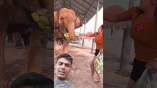 Elephant 🐘🦏🐘🦏 funny musicgenre eatingchallengeshow [upl. by Aeslehc148]